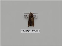 藏品(長腳大織蛾)的圖片